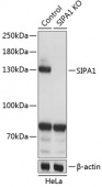 [KO Validated] SIPA1 Rabbit pAb (A19867)