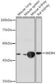 WDR4 Rabbit mAb (A19765)