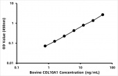 Bovine Collagen alpha-1(X) chain (COL10A1) ELISA Kit (RK08177)