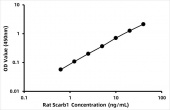 Rat Scavenger receptor class B member 1 (SR-BI/Scarb1) ELISA Kit (RK08298)