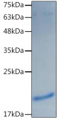 Recombinant Mouse IL-1 alpha Protein (RP02518)