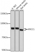 XRCC1 Rabbit mAb (A4135)