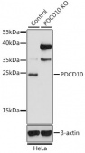 [KO Validated] PDCD10 Rabbit pAb (A15400)