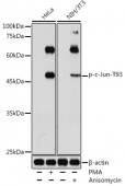 Phospho-c-Jun-T93 Rabbit pAb (AP1218)