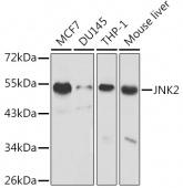 [KO Validated] JNK2 Rabbit pAb (A1251)