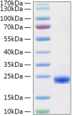 Recombinant Human IL-1 alpha Protein (RP00098)