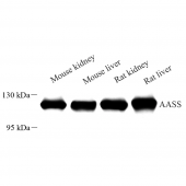 Anti -AASS Rabbit pAb