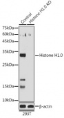 [KO Validated] Histone H1.0 Rabbit pAb (A3298)