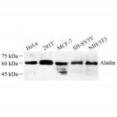 Anti -Adracalin Rabbit pAb