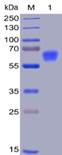 Recombinant Human CD47 Protein (RP02227)