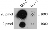 2'-O-methyluridine(Um) Rabbit pAb (A20305)