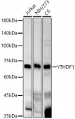 YTHDF1 Rabbit mAb (A23773)