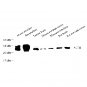 Anti -ACTH Rabbit pAb