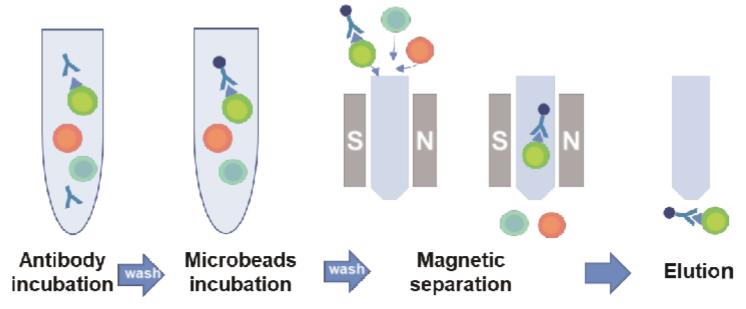 cell-separation-work-flow.jpg cell-separation-work-flow.jpg